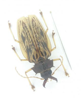 Cerambycidae 31 Macrodontia Zischkai