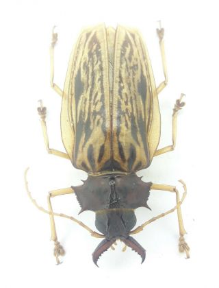 Cerambycidae 31 Macrodontia zischkai 2