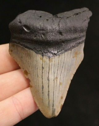 Megalodon Shark Tooth 3.  13 " Extinct Fossil Authentic Not Restored (cg13 - 258)