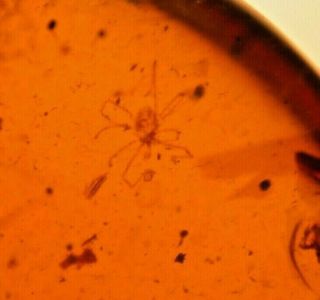 Long Legged Mite With Larva,  Beetle In Burmite Amber Fossil Dinosaur Age