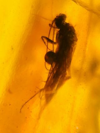 Trichoptera Caddisfly Burmite Myanmar Burmese Amber Insect Fossil Dinosaur Age