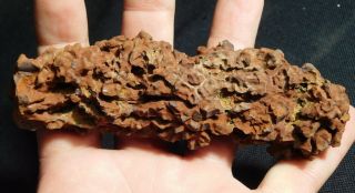 A Big 100 Natural Crocodile Or Turtle Coprolite Fossil From Madagascar 208gr