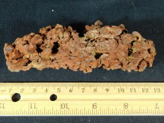 A Big 100 Natural Crocodile or Turtle Coprolite Fossil from Madagascar 208gr 2