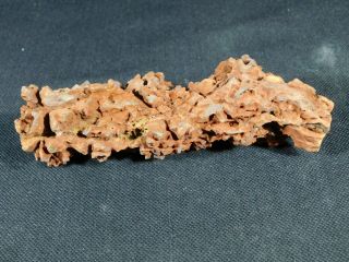 A Big 100 Natural Crocodile or Turtle Coprolite Fossil from Madagascar 208gr 3