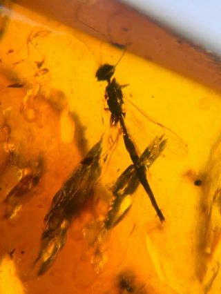 Long Tail Wasp Bee&unknown Fly Burmite Myanmar Amber Insect Fossil Dinosaur Age