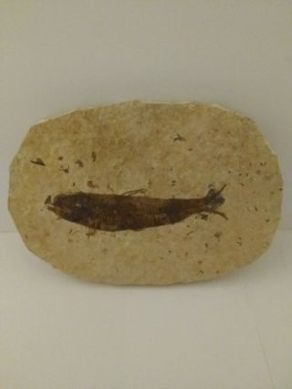 50 Million Year Old Fish Fossil From Wyoming 1.  4 Oz