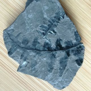 Carboniferous Fern Fossil Plant ，leaf Fossil ，sichuan，china Aj91