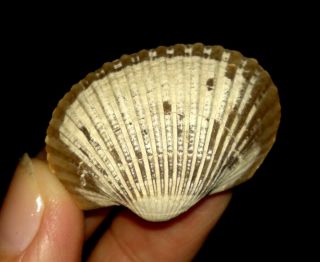 Sea Shell Fossil,  Bivalve,  Arcidae From Java,  Indonesia,  32mm