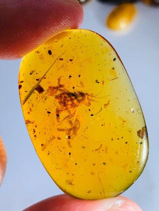 3.  83g Patterned Roach Burmite Myanmar Burmese Amber Insect Fossil Dinosaur Age