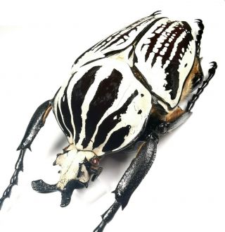 Insect,  Beetles,  Cetoniinae,  Goliathus Orientalis Preissi,  Tanzania 93 Mm