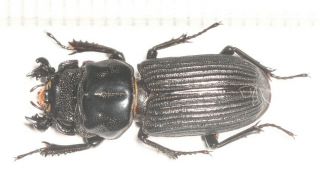 Lucanidae Nigidius Bii N.  Sp.  Tibet Motuo