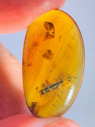 1.  78g Unknown Item Burmite Myanmar Burmese Amber Insect Fossil From Dinosaur Age