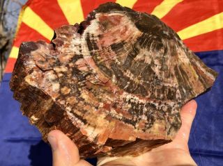 Reilly’s Rocks: And Colorful Saint Johns Arizona Petrified Wood