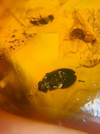Beetle&wasp&unknown Fly Burmite Myanmar Burmese Amber Insect Fossil Dinosaur Age