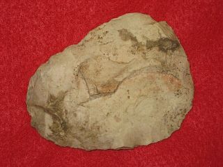 Authentic Native American Artifact Arrowhead 3 - 1/2 Illinois Flint Celt / Axe U16