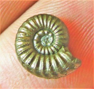 Stunning golden Androgynoceras 11mm Jurassic pyrite ammonite fossil UK gold gift 3