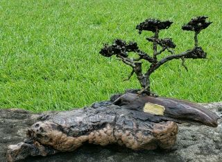 Vtg Mid - Century Modern Brutalist Bonsai Tree Sculpture Burl Wood Bronze Signed