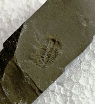 Amphoton Deois Trilobite Fossil (concave),  Cambrian,  Linyi Shandong China L28