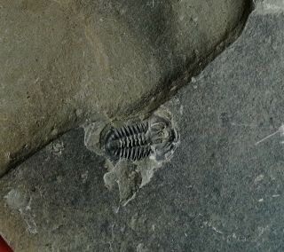 Amphoton Deois Trilobite Fossil (concave),  Cambrian,  Linyi Shandong China K94