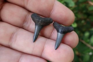 Lemon Shark Fossil Teeth (2) Southwest Florida