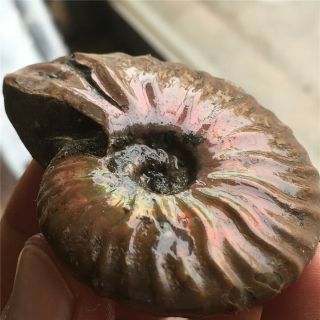 74g Ammonite Fossil Natural Mineral Specimens From Madagascar A987