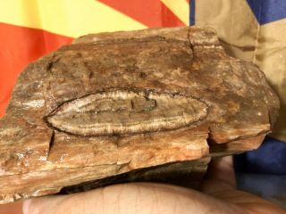 REILLY’S ROCKS: Arizona Petrified Wood W/ Rare Polyrporites Wardii Fungus 2