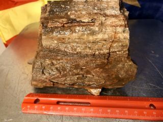 REILLY’S ROCKS: Arizona Petrified Wood W/ Rare Polyrporites Wardii Fungus 3