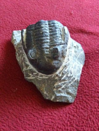 High Detail Trilobite Fossil Large 2.  7 " Inches
