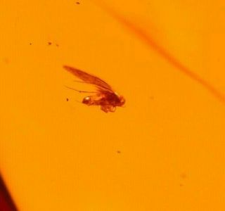 2 Psocoptera With Wasp In Authentic Dominican Amber Fossil Gemstone