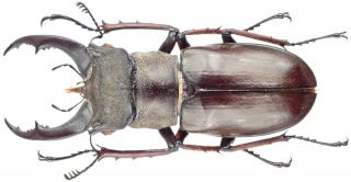 Insect - Lucanidae Lucanus Aungsani - Myanmar - Male 46mm.