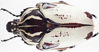 Insect - Cetonidae Goliathus G.  Quadrimaculatus - Cameroon - Female 68mm.