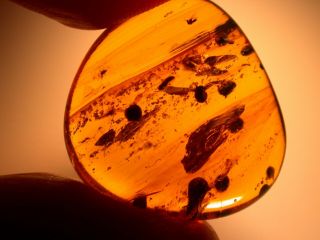 Fossil Bivalve Shells With 4 Flies In Burmite Amber Fossil Dinosaur Age 3.  3 Gram