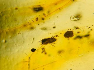 Small Ixodoidea Tick Burmite Myanmar Burmese Amber Insect Fossil Dinosaur Age