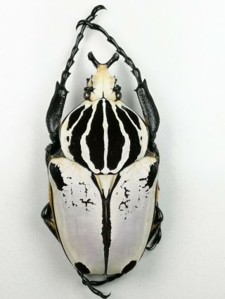 Goliathus Quadromaculata.  82mm Strong Opal Shine With Light Pink
