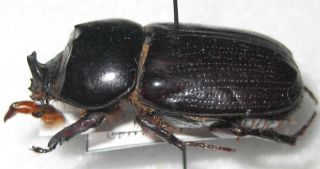 Dynastidae Papuana Miyakei Male A1 28mm (philippines)