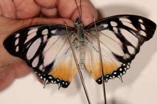 Nymphalidae Charaxes Lydiae Very Rare From Cameroon
