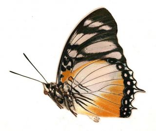 Nymphalidae Charaxes lydiae VERY RARE from Cameroon 2