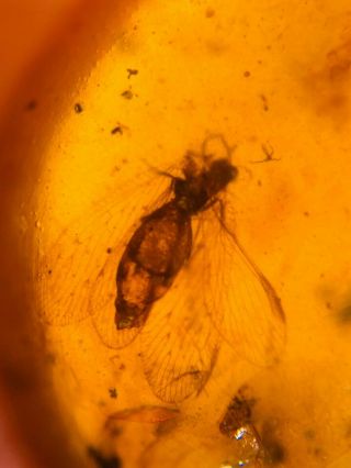 Neuroptera Lacewing Fly Burmite Myanmar Burmese Amber Insect Fossil Dinosaur Age