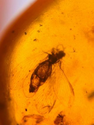 Neuroptera lacewing fly Burmite Myanmar Burmese Amber insect fossil dinosaur age 2