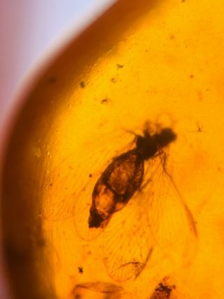 Neuroptera lacewing fly Burmite Myanmar Burmese Amber insect fossil dinosaur age 3