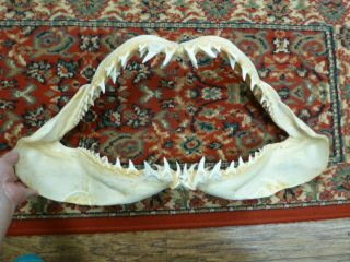 (sj - 250 - H) 25 " Mako Shortfin Shark Jaw Sharks Teeth Taxidermy Isurus Oxyrinchus