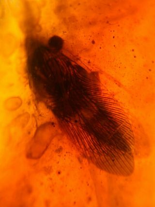 Big Unique Adult Roach Burmite Myanmar Burmese Amber Insect Fossil Dinosaur Age
