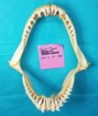 Xl Rare Sand Tiger Shark Jaws 12.  5 " ×13 " Taxidermy Teeth Tooth Skeleton Skull