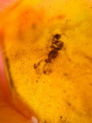 Neuroptera fly lacewing Burmite Myanmar Burmese Amber insect fossil dinosaur age 2