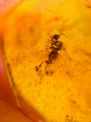 Neuroptera fly lacewing Burmite Myanmar Burmese Amber insect fossil dinosaur age 3