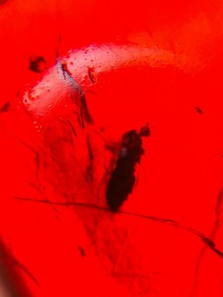 Unknown Fly In Red Blood Amber Burmite Myanmar Amber Insect Fossil Dinosaur Age
