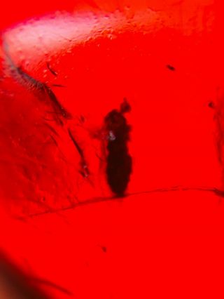 unknown fly in red blood amber Burmite Myanmar Amber insect fossil dinosaur age 2