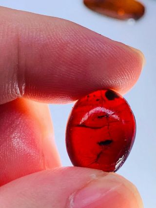 unknown fly in red blood amber Burmite Myanmar Amber insect fossil dinosaur age 3