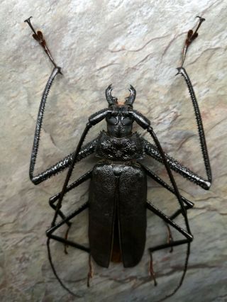 Monster 125mm Telotoma Hayesi Male A1 - Prioninae Cerambycidae Principe