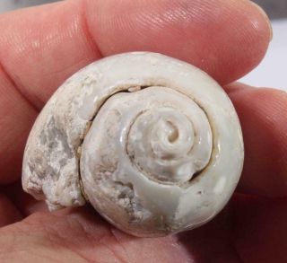 India Fossil Agatized Snail Specimen 1.  47 Oz Gastropod